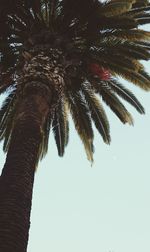 Low angle view of palm tree against clear sky