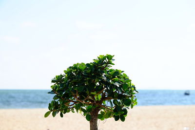 Tree by sea against sky