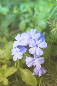 Close-up of purple flowering plant