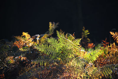 Close-up of plant growing on field at night