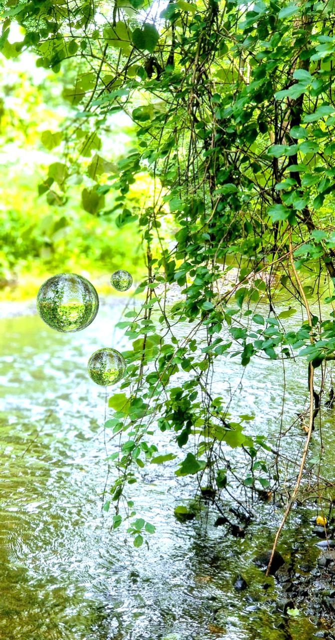 plant, tree, water, nature, green color, day, no people, branch, leaf, growth, plant part, outdoors, beauty in nature, lake, reflection, freshness, sunlight, food and drink, focus on foreground, purity