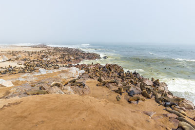 Rocks on beach against clear sky