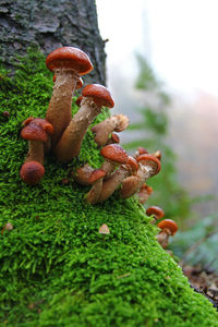 Close-up of mushrooms growing on tree