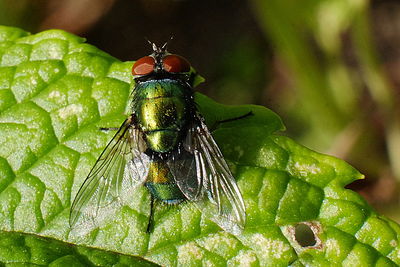 Close-up of insect on leaf