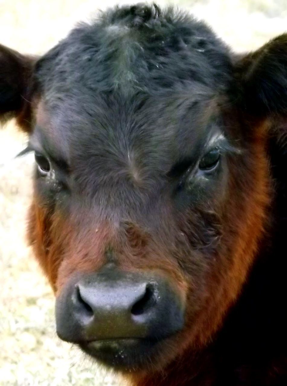 CLOSE-UP OF COW