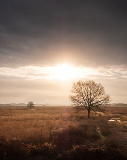 Bare tree on field against sky during sunset