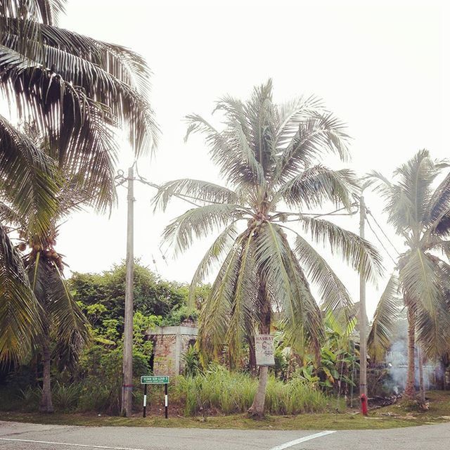 palm tree, tree, clear sky, growth, tree trunk, tranquility, nature, sky, green color, tranquil scene, coconut palm tree, sunlight, day, scenics, beauty in nature, footpath, outdoors, road, tropical climate, no people