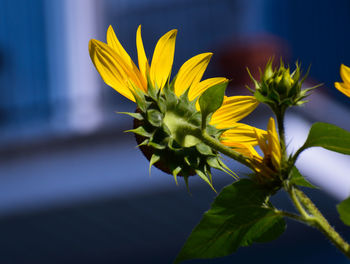 Close-up of yellow flowering plant