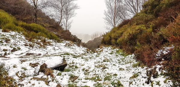 Trees growing by river during winter