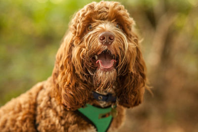 Portrait of hairy dog