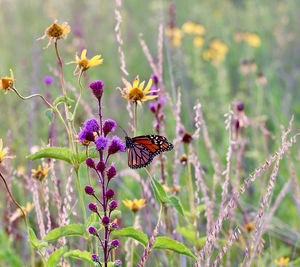 Close-up of butterfly pollinating on flower