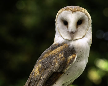 Close-up portrait of barn owl perching outdoors