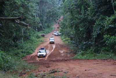 Car in forest