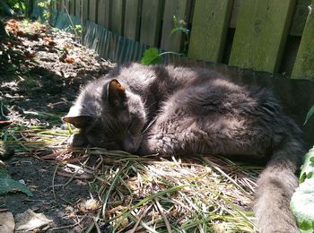 Russian blue cat sleeping on field