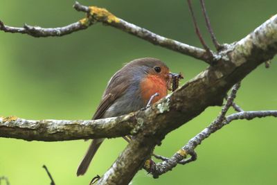 Close-up of bird perching on branch
