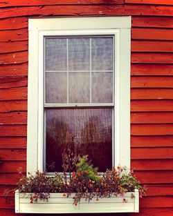 Potted plant on window sill of building