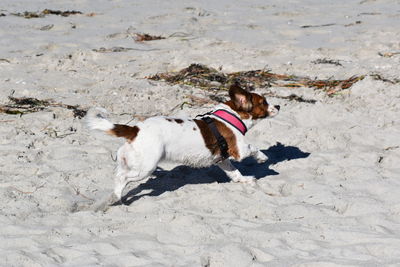 High angle view of dog on beach