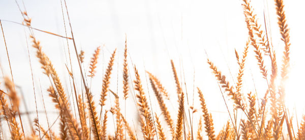 Close-up of wheat growing on field against sky