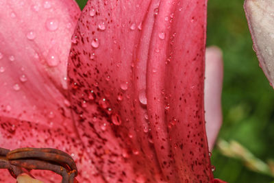 Close-up of raindrops on pink flower