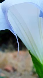 Close-up of white flower