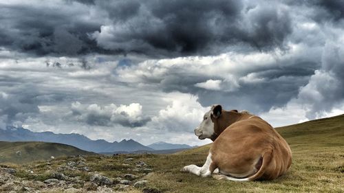 Cow on field against stormy sky