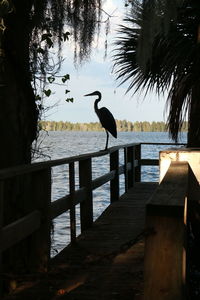 Gray heron perching on wood by sea