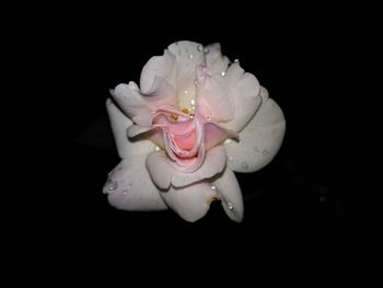 Close-up of wet pink rose blooming outdoors