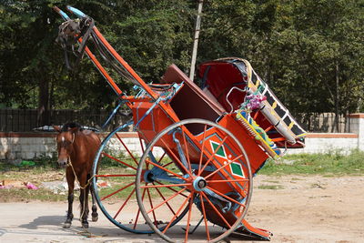 Resting day for the horse