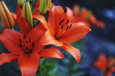 Close-up of day lily blooming outdoors