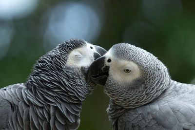 Close-up of bird