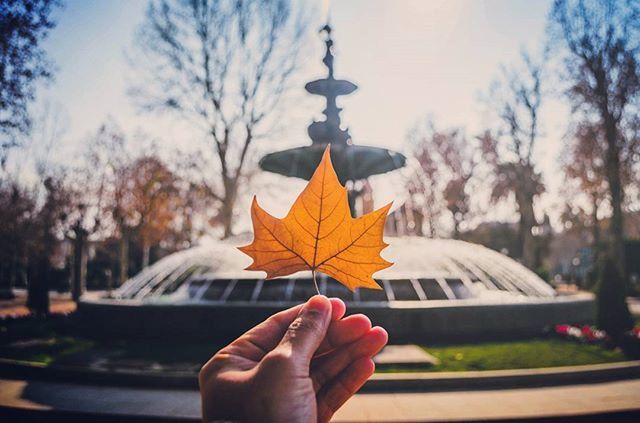 person, part of, cropped, holding, personal perspective, human finger, unrecognizable person, focus on foreground, close-up, tree, lifestyles, leisure activity, autumn, glass - material, outdoors, day, change