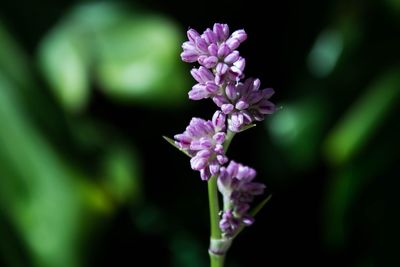 Close-up of purple flowers against blurred background