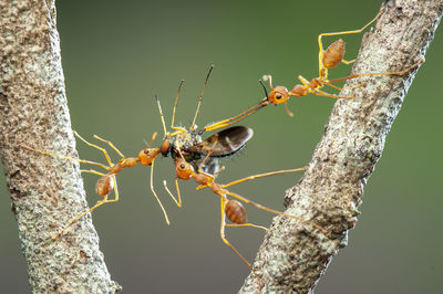 Close-up of insect on plant