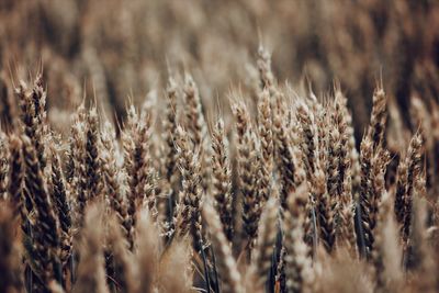 Close-up of stalks in field