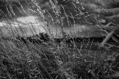 Close-up of plants growing on field