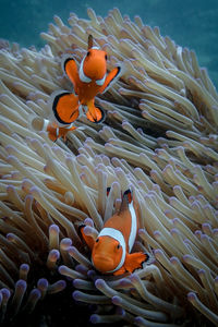 Fish swimming in sea