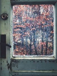 Trees seen through window of abandoned house