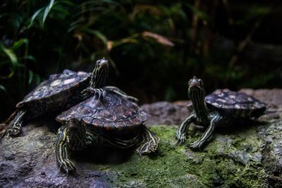 Close-up of turtles in water