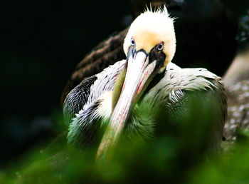 Close-up of bird