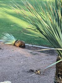 High angle view of lizard on field
