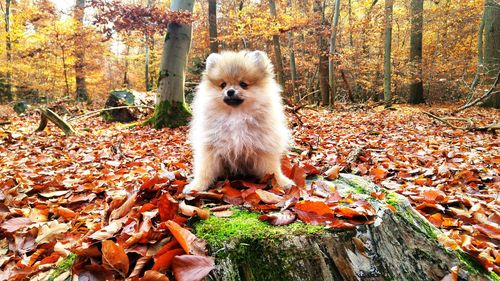 Cute pomeranian in forest during autumn