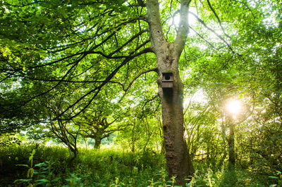 Sun shining through trees