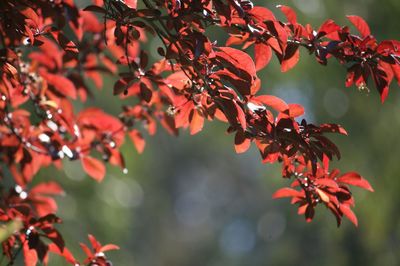 Close-up of red leaves on branch