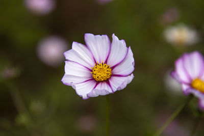 Close-up of purple flowering plant