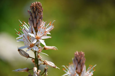 Close-up of flowers