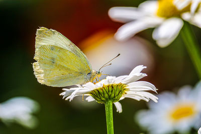 Close-up of butterfly pollinating on flower