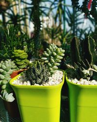 Close-up of potted succulent plants