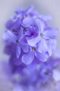 Close-up of purple flowers