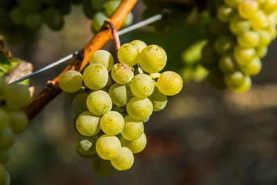 Close-up of grapes growing in vineyard