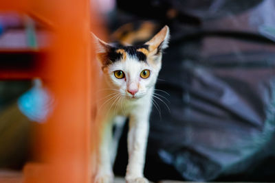 Portrait of kitten at home